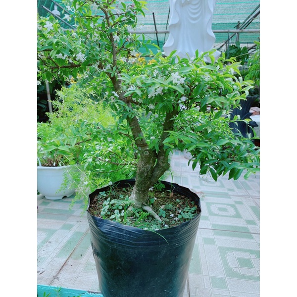 Mai Chiếu Thuỷ Bonsai Hàng Đẹp