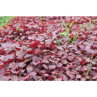HẠT GIỐNG RAU DỀN ĐỎ (gói 10g)