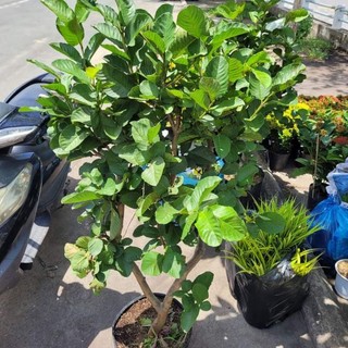 Cây 🌲 Ổi RuBy... siêu trái... cây đang trái