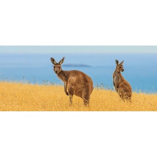 thịt kangaroo ( căng gu ru )