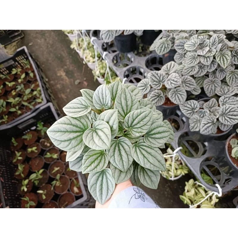 Chậu cứng hạnh tiên thảo - peperomia Caperata