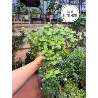 Hoả tốc HN - Cây bạc hà peppermint pha nước siêu thơm mát