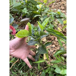 Cây giống bạch thiên hương cao 10cm