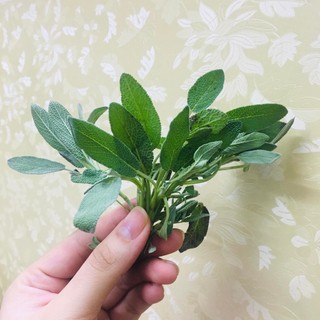 Lá tươi xô thơm sage 100g