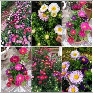 Hạt giống cúc magic cúc đà lạt -cúc thúy mix