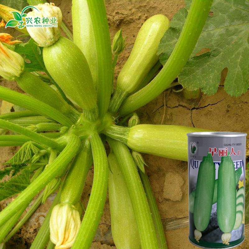 5 Hạt giống bí ngòi