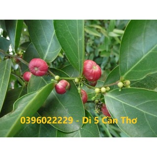 Cây muối phơi khô 1 ký