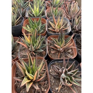 cây hawothia nhiều loại_hàng sẵn🌵