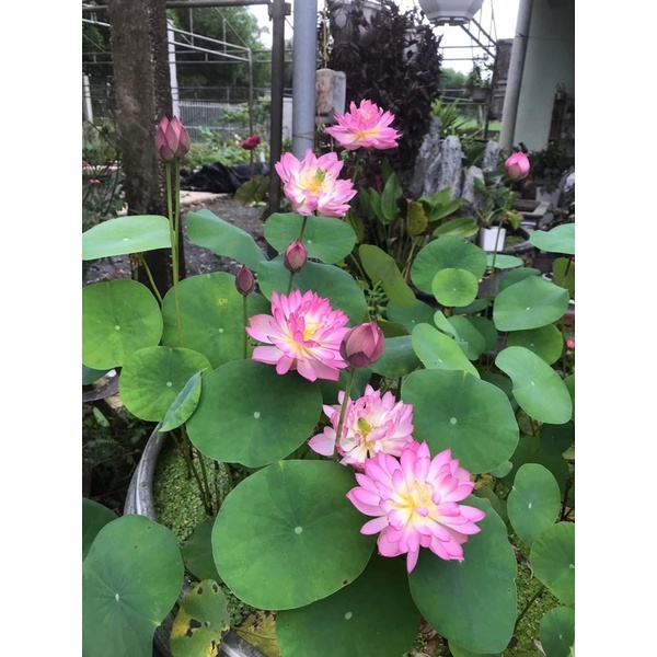 Củ sen mini Pink butterfly