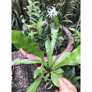 Cây tổ quạ