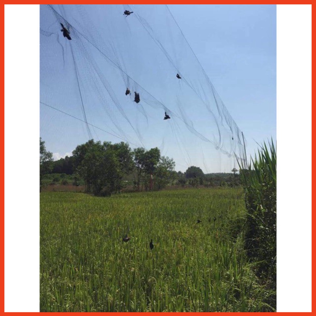 Lưới bẫy chim tàng hình hàng thái lan bắt các loại chim chào mào,chim ri+chim trao trảo + khuyên v..v  -