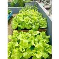 hạt giống cải bẹ dúm 10gram