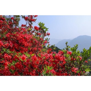 cây hoa đỗ quyên ta giống