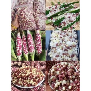 (HCM - CHỈ GIAO HỎA TỐC) Bắp bung Điện Biên 1kg