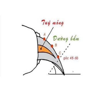 BỘ KỀM VÀ DŨA CẮT MÓNG CHO CHÓ LỚN