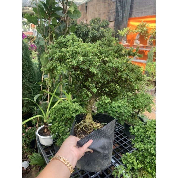 Cây linh sam hạt gạo bonsai - cây đep - chọn ngẫu nhiên