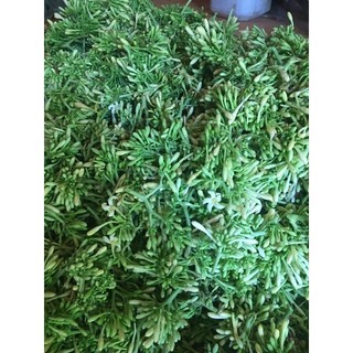 500g Hoa Đu Đủ Đực Sấy Lạnh