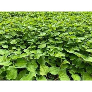 BỘT DIẾP CÁ SẤY LẠNH 500gr ☘️☘️☘️