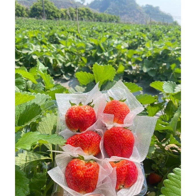 DÂU TÂY HANA MỘC CHÂU TƯƠI ĐỦ SIZE - Hàng tươi bay air mỗi ngày