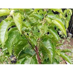 Cây giống lá cách - món rau ăn bánh xèo - chế biến nhiều món ăn ngon dân dã tốt cho sức khỏe