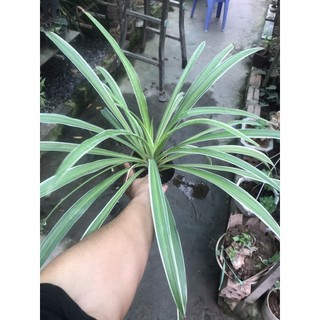 cây cỏ lan chi, cây cỏ chỉ