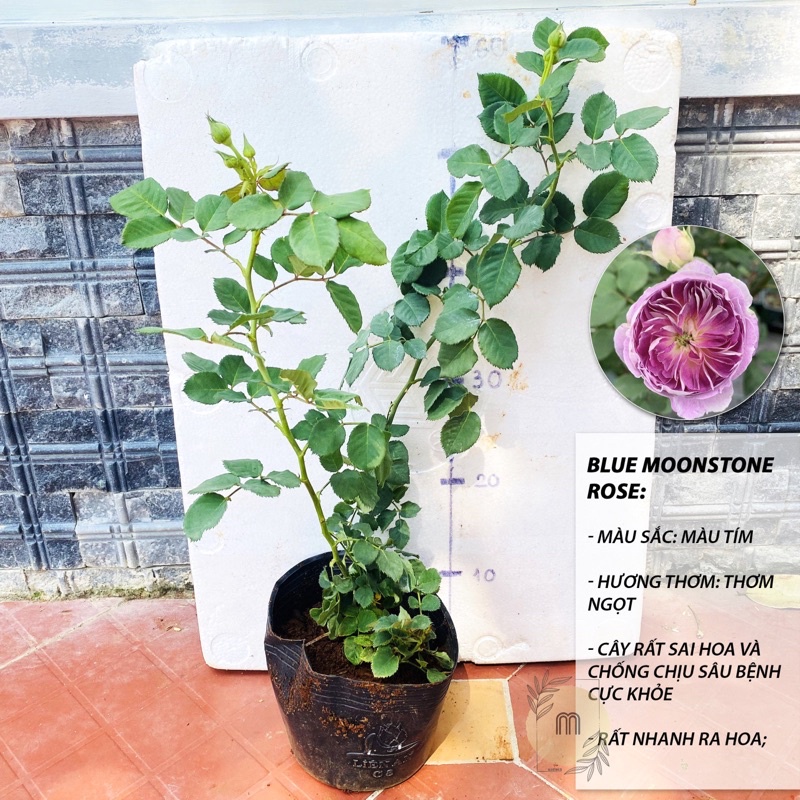 Hoa hồng Blue Moonstone Rose - hoa thơm, hoa chùm