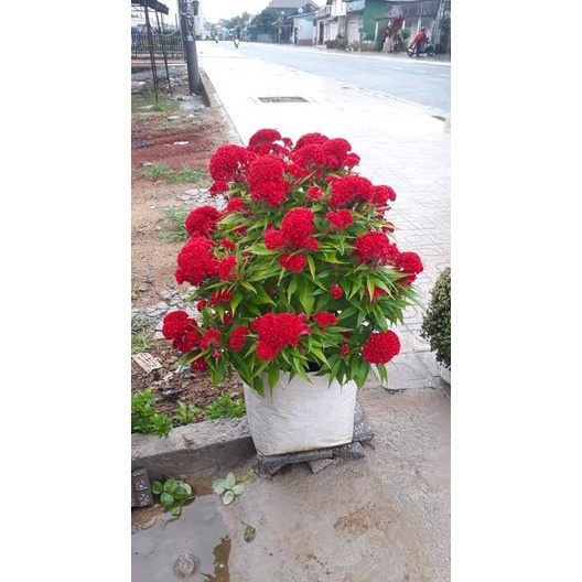 Hạt giống hoa mào gà búa 100 hạt