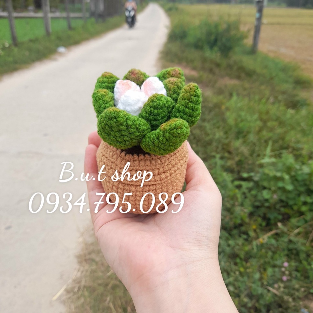 Chậu sen đá handmade mini - được làm từ len sợi