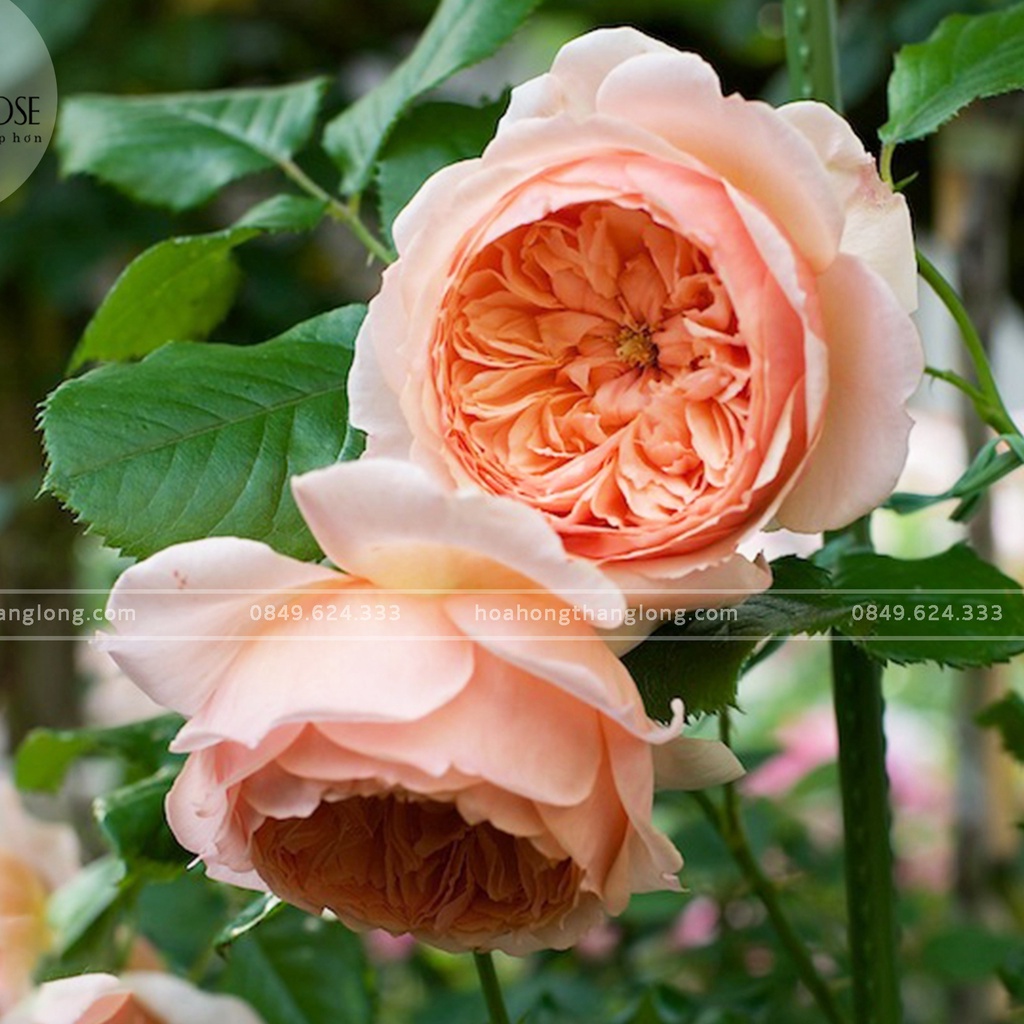 Hoa hồng leo Masora rose – Hoa hồng vàng mơ, thời tiết nóng hoa ngã vàng nhiều hơn