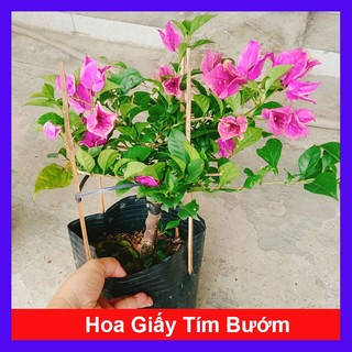  Hoa Giấy Tím Bướm - cây cảnh đẹp trang trí sân vườn 