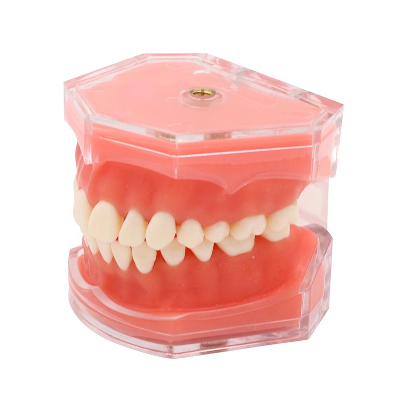 Mô Hình Hàm Răng Mềm Có Thể Tháo Rời Dùng Trong Giảng Dạy Nha Khoa