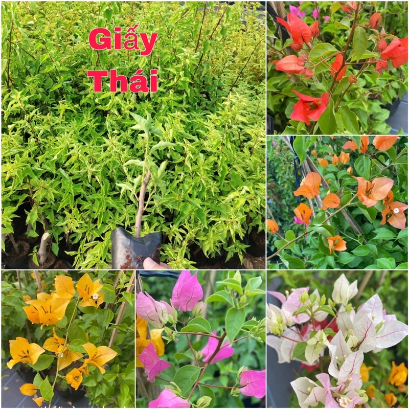 Hom giống hoa giấy Thái ( cây con chưa hoa)
