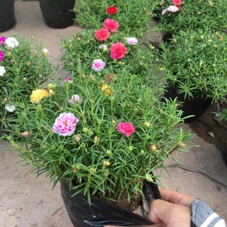 COMBO 3 CHẬU hoa mười giờ Thái đủ sắc