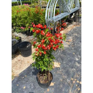 Cây 🌲 Giấy thái .... đỏ cờ ( siêu hoa) leo