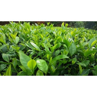 Cây chè Thái Nguyên giống