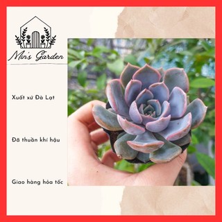 Sen đá liên đài tím 🔥free ship🔥 xuất xứ đà lạt, đã thuần khí hậu