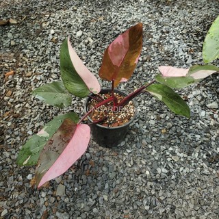 Philodendron Pink Princess
