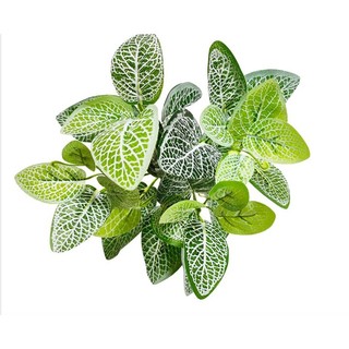 Cây cẩm nhung xanh, lá may mắn - fittonia 🍀