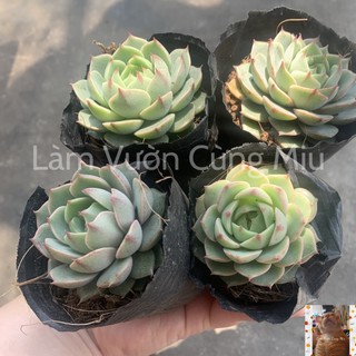 Sen Đá Vân Mai 🌤🌤🌤 Size Bầu