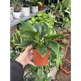 Trầu bà đế vương để bàn