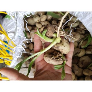 Củ giống náng hoa trắng
