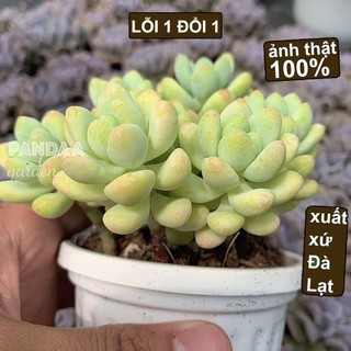 Sen Đá Sỏi Thiên Thanh Size Mini 2.5-4cm Siêu Đẹp, Vườn Sen Đá PANDAA GARDEN Đà Lạt, Thích Nghi Mọi Khí Hậu, Lỗi 1 Đổi 1