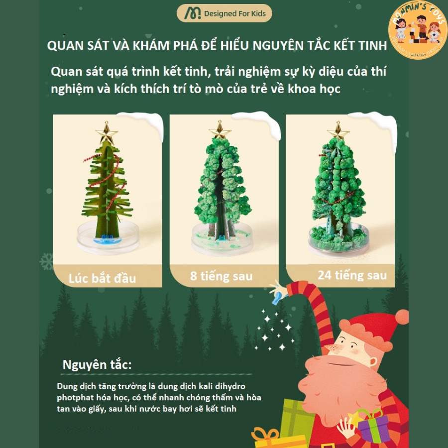 Cây Thông Ma Thuật - Mideer - Cây Thông Tự Nở Hoa