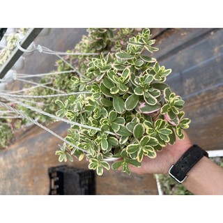 Hoa mười giờ Thái - chậu treo