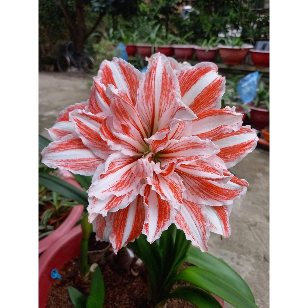 Củ hoa Lan huệ kép Dancing Queen