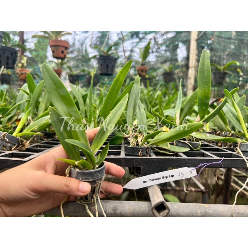 Cattleya Bc. Taiwan Big Lip  TNX-49