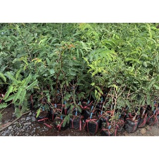 Cây me thái giống siêu sớm