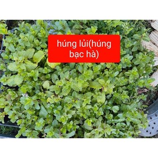 Gói 100 hạt rau húng lủi rau húng ta