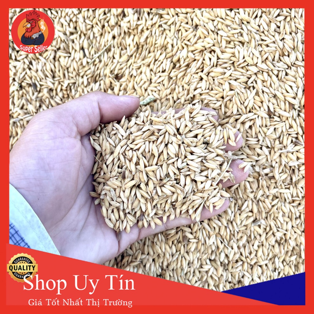 Lúa Hàm Trâu 2Kg Cho Gà Đá Chim Cảnh