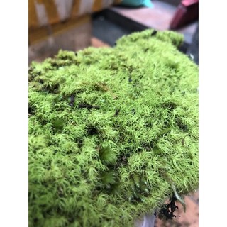 Rêu làm tranh rêu, rêu bảo tồn, moss picture